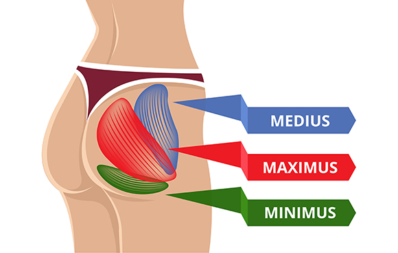 Fun Facts About Your 3 Glute Muscles